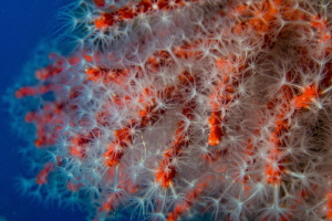 Corallium rubrum from Cape Palinuro by Marco Gargiulo 